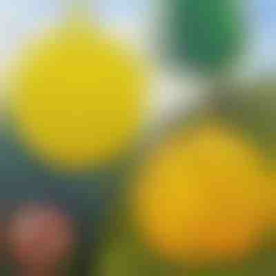 6-balenie závesných pascí na muchy | BUGIORB